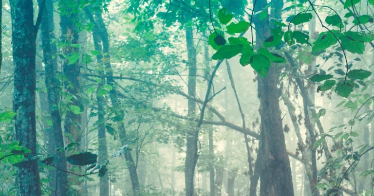 Featured image for Relaxation Music for Gut Health 10 Soothing Sounds to Heal Your Belly 2026